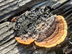 Gloeophyllum abietinum