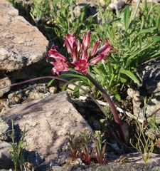 Allium parishii