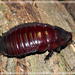 Giant Burrowing Cockroach - Photo (c) ArachnoVobicA, some rights reserved (CC BY-NC-SA)