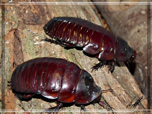 Giant Burrowing Cockroach (Macropanesthia rhinoceros) · iNaturalist