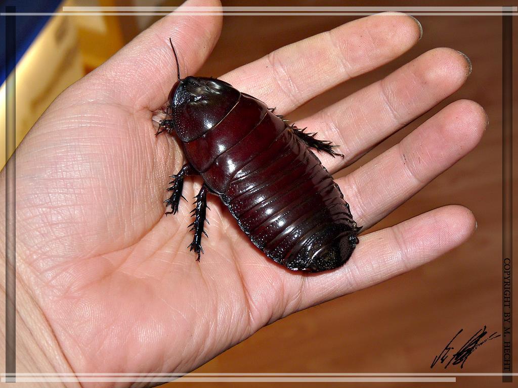 Giant Burrowing Cockroach (Macropanesthia rhinoceros) · iNaturalist