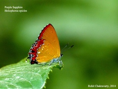 Heliophorus epicles