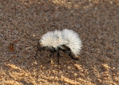 Dasymutilla nocturna