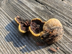 Gloeophyllum abietinum