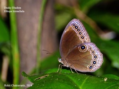 Ethope himachala