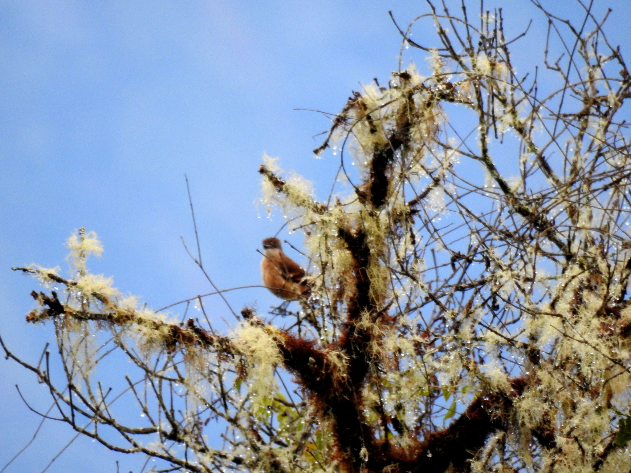 Rufous-bellied Bush Tyrant (Myiotheretes fuscorufus), photo 4