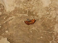 Pantoporia