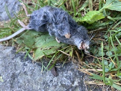 Sorex alpinus