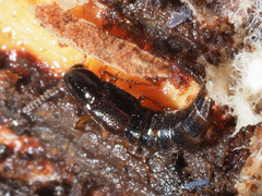 Gabrius splendidulus