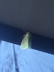 Chlorosea margaretaria