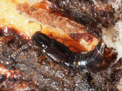 Gabrius splendidulus