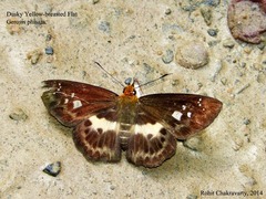 Gerosis phisara