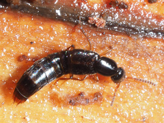 Gabrius splendidulus