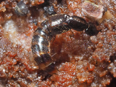 Gabrius splendidulus