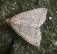 Herminia grisealis
