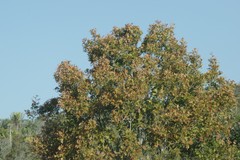 Ptaeroxylon obliquum
