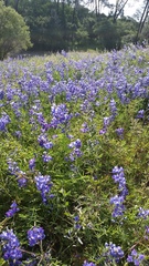 Lupinus microcarpus