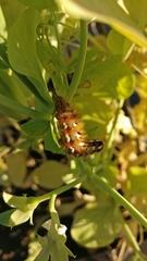 Acronicta rumicis