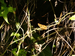 Herona marathus