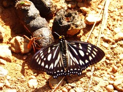 Euripus nyctelius