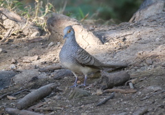 Geopelia maugeus