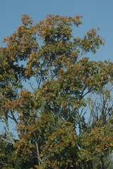 Ptaeroxylon obliquum
