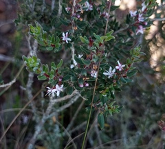 Agathosma microcarpa