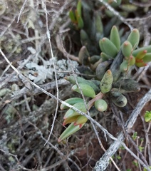 Adromischus filicaulis