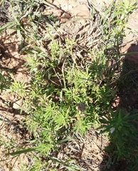 Teucrium africanum