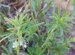 Teucrium africanum