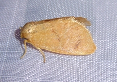 Tortricidia pallida