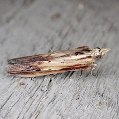 Ancylostomia stercorea