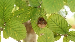 Mastophora cornigera