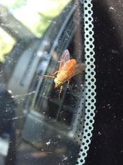 Silvius alpinus