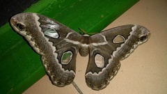 Rothschildia cinctus