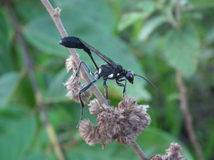 Eremnophila