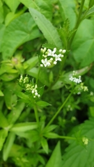 Galium rivale