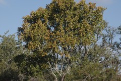 Ptaeroxylon obliquum