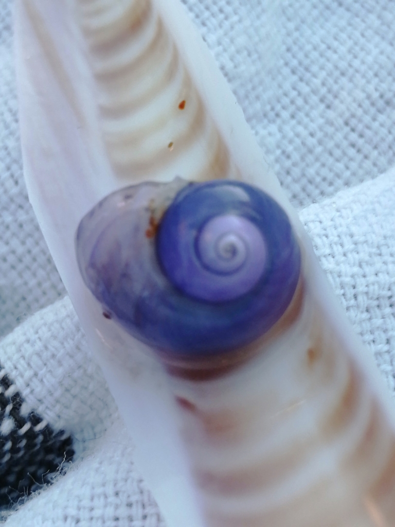 Violet Globe Snail