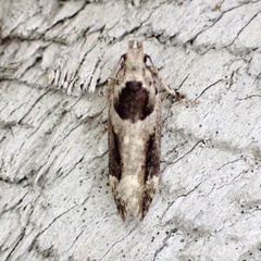 Pseudochelaria walsinghami
