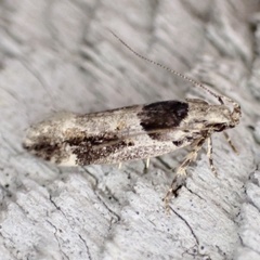 Pseudochelaria walsinghami