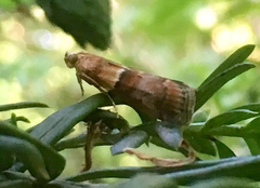 Acrobasis repandana