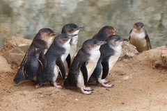 Little Penguin photo 5