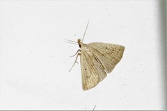 Macrochilo cribrumalis
