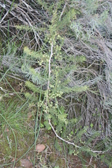 Asparagus racemosus