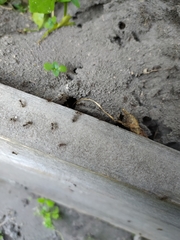 Lasius