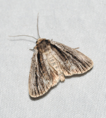 Sympistis badistriga