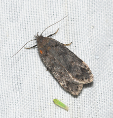 Anacampsis innocuella
