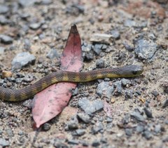 Mainland Island Snake photo 3