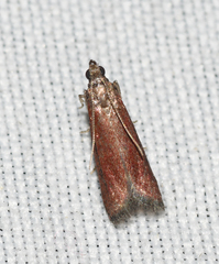 Varneria postremella